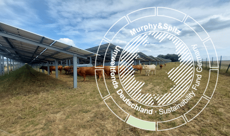 Beitragsbild zum Managementkommentar Juli 2025 - Kühe auf Agri-PV-Anlage