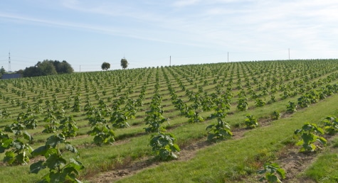 Mit der Kapitalerhöhung will WeGrow weitere Flächen für Kiribaum-Plantagen acquirieren