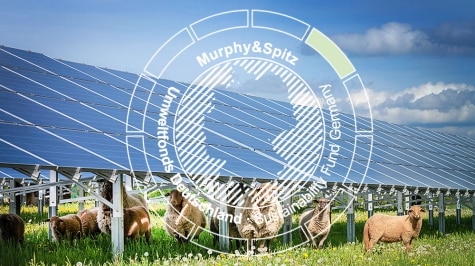 Schafe unter einer Clere Photovoltaikanlage